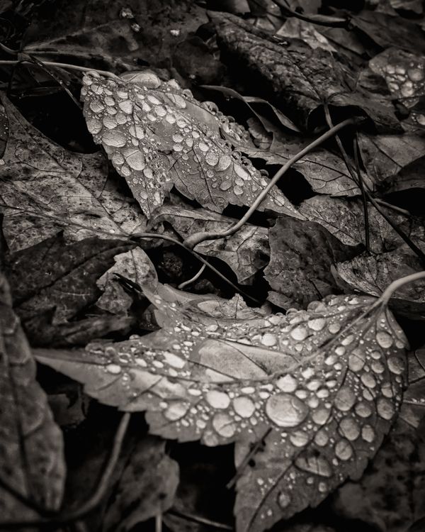 Autumn Rains thumbnail