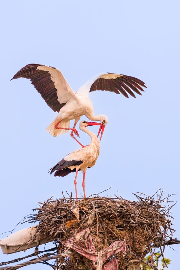 Stork's breeding thumbnail