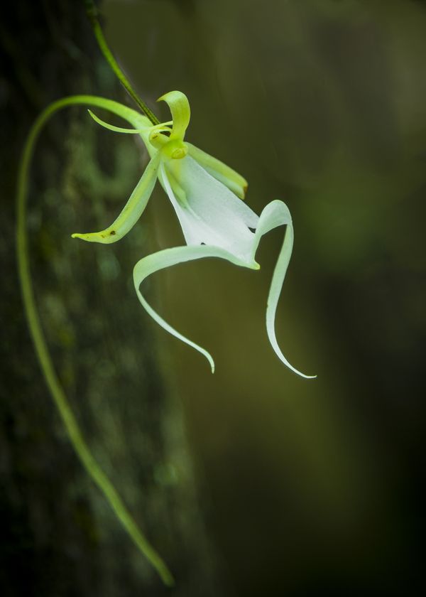 Ghost Orchid thumbnail