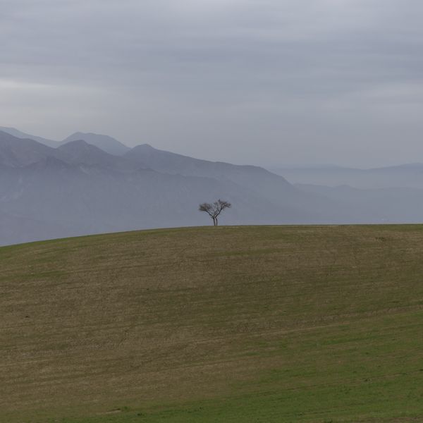 single tree thumbnail