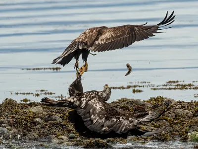 One eagle fights another for a midshipman fish in a behavior called kleptoparasitism.