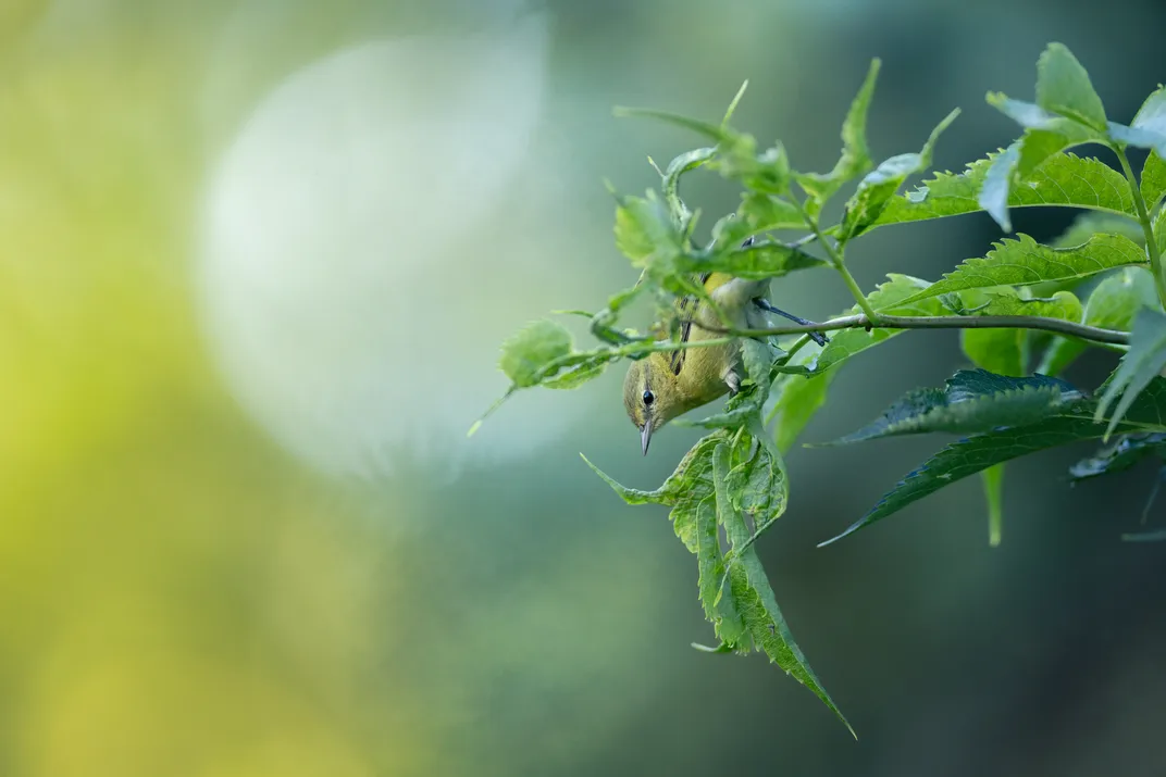 on a leafy branch from a bush, a small yellowish warbler can be seen in profile
