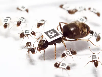 Lasius niger queen and worker ants each got their own individual two-dimensional barcode tags. The tags allowed researchers to track their movement in the colony.