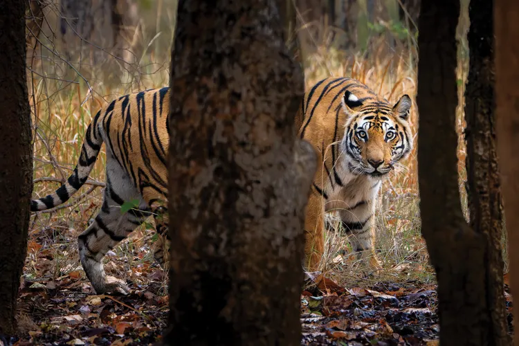 Dotty, a female Bengal tiger, roams her territory in India’s Bandhavgarh National Park, where tigers are one of the biggest tourist attractions.