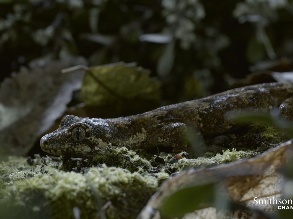 Preview thumbnail for video 'This Forest Gecko Is a Near-Invisible Assassin