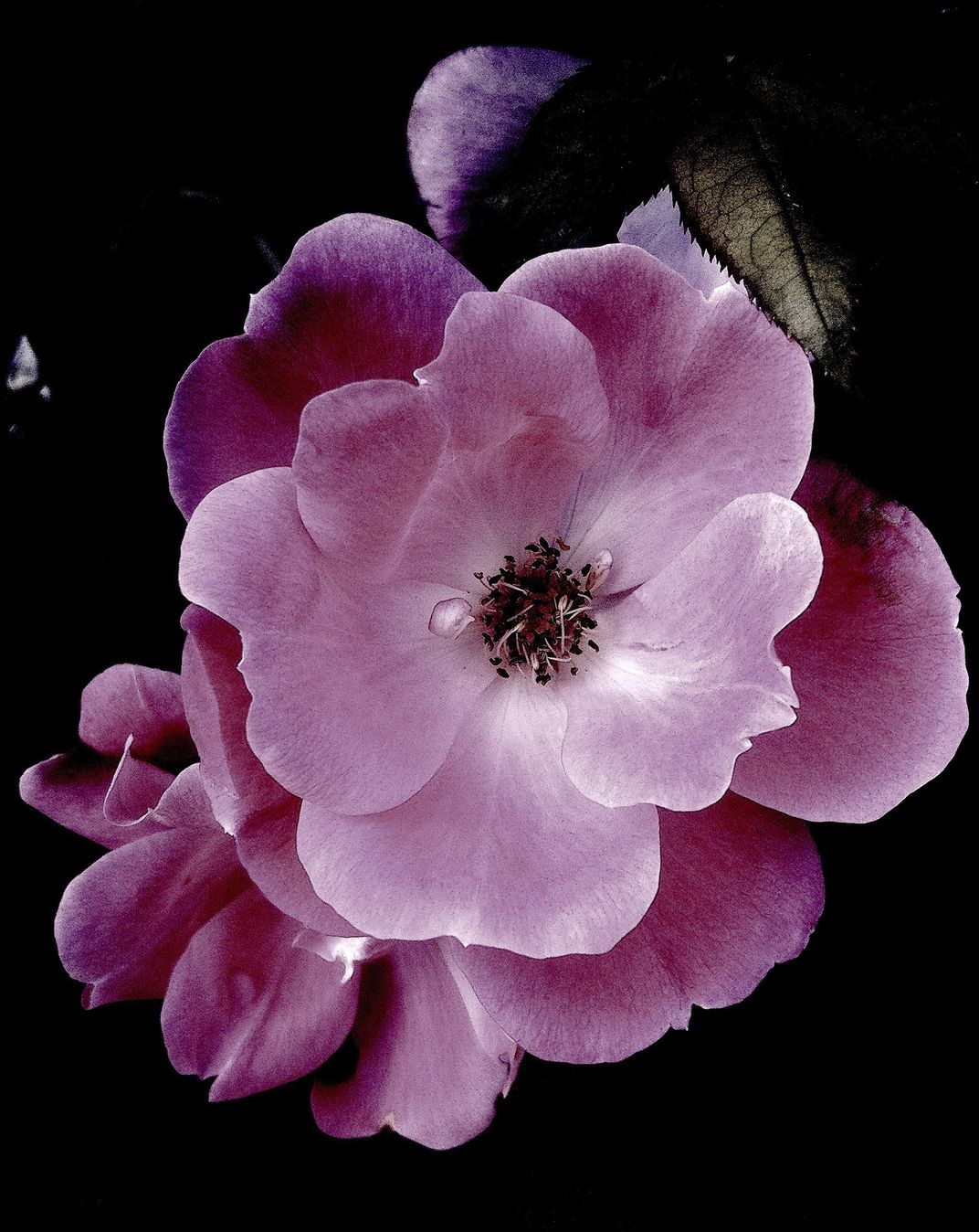 Blushing Bloom Smithsonian Photo Contest Smithsonian Magazine