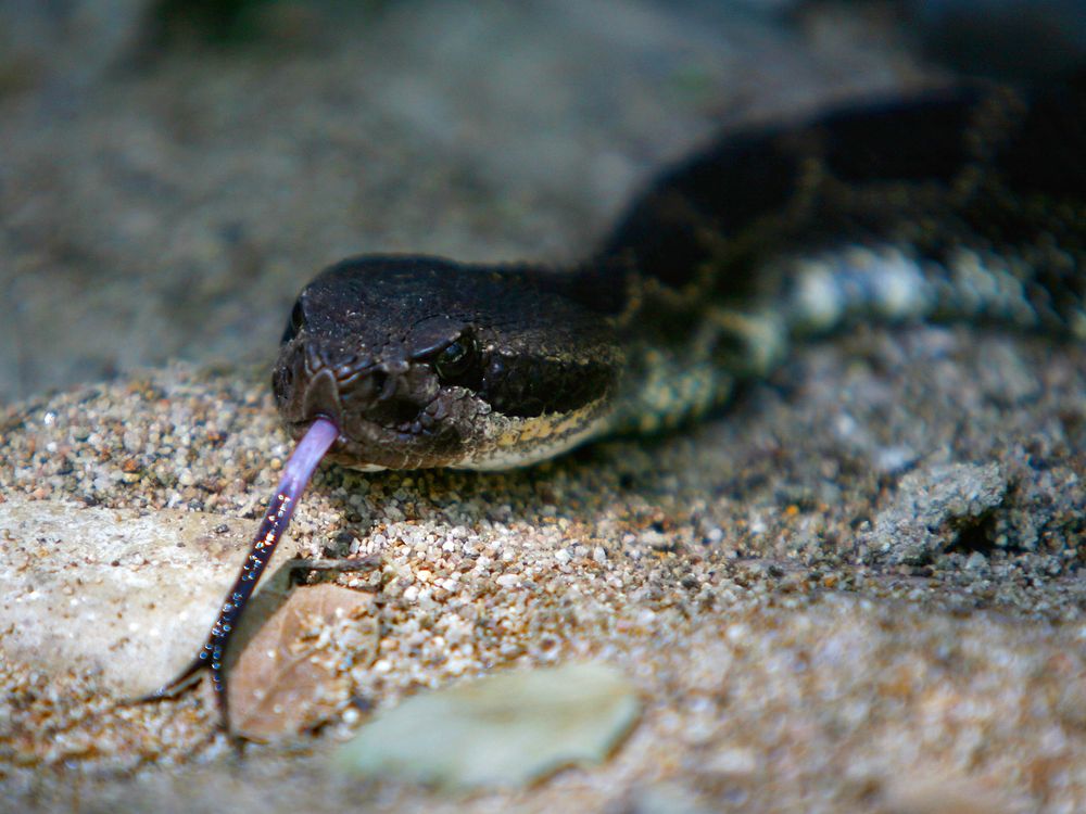 A southern Pacific rattlesnake slithers over a finely rocky surface with its tongue out