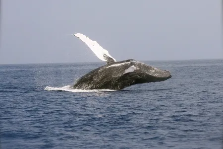 Without enough food, humpback whales become thinner, more susceptible to disease and less likely to reproduce.