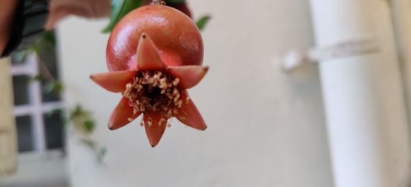 Deeper into Pomegranate thumbnail