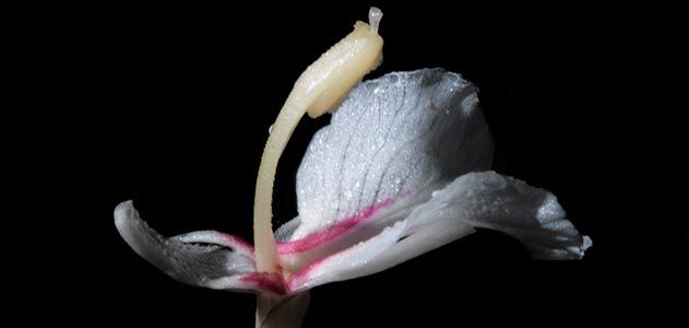 Alpinia boninsimensis by Jonathan Singer