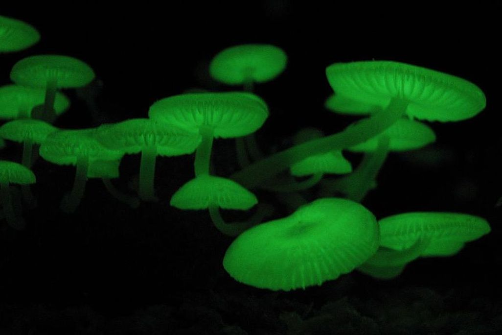 Glowing Mushroom