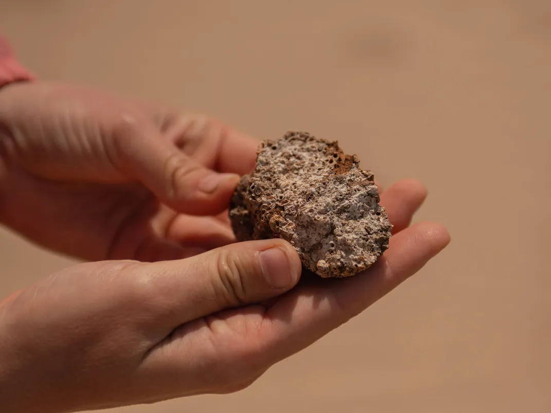 Coral Reef Sample From Molokai