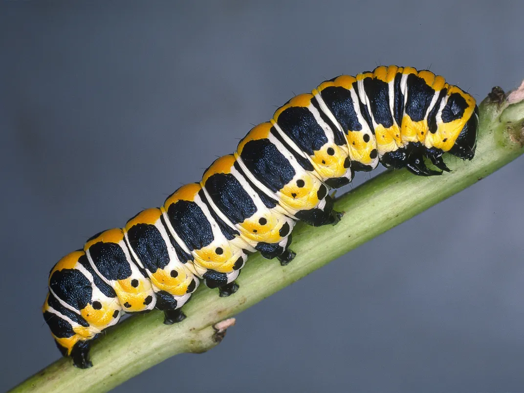 A lettuce shark, one type of brightly colored caterpillar that lives in central Finland. Photo: Kimmo Silvonen