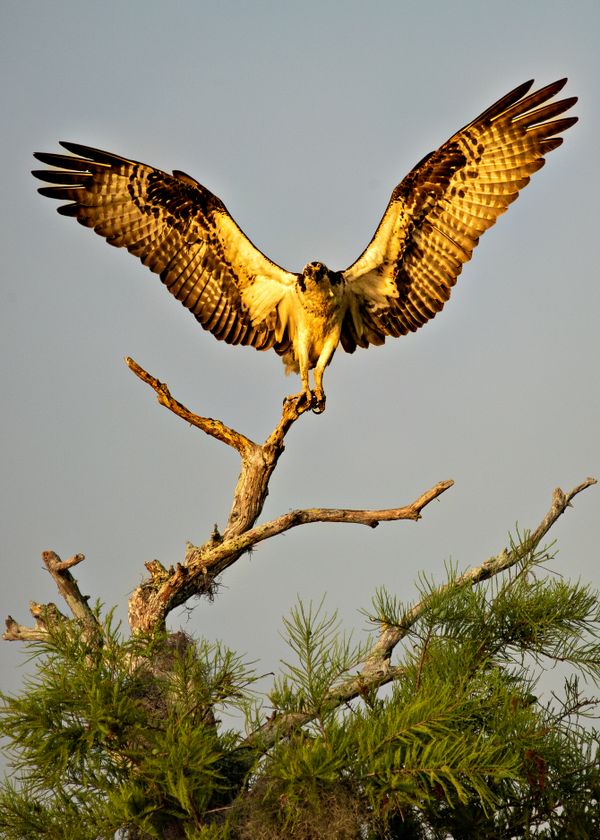 Osprey landing at top of Cypress Tree Blue Cypress Lake, Florida thumbnail