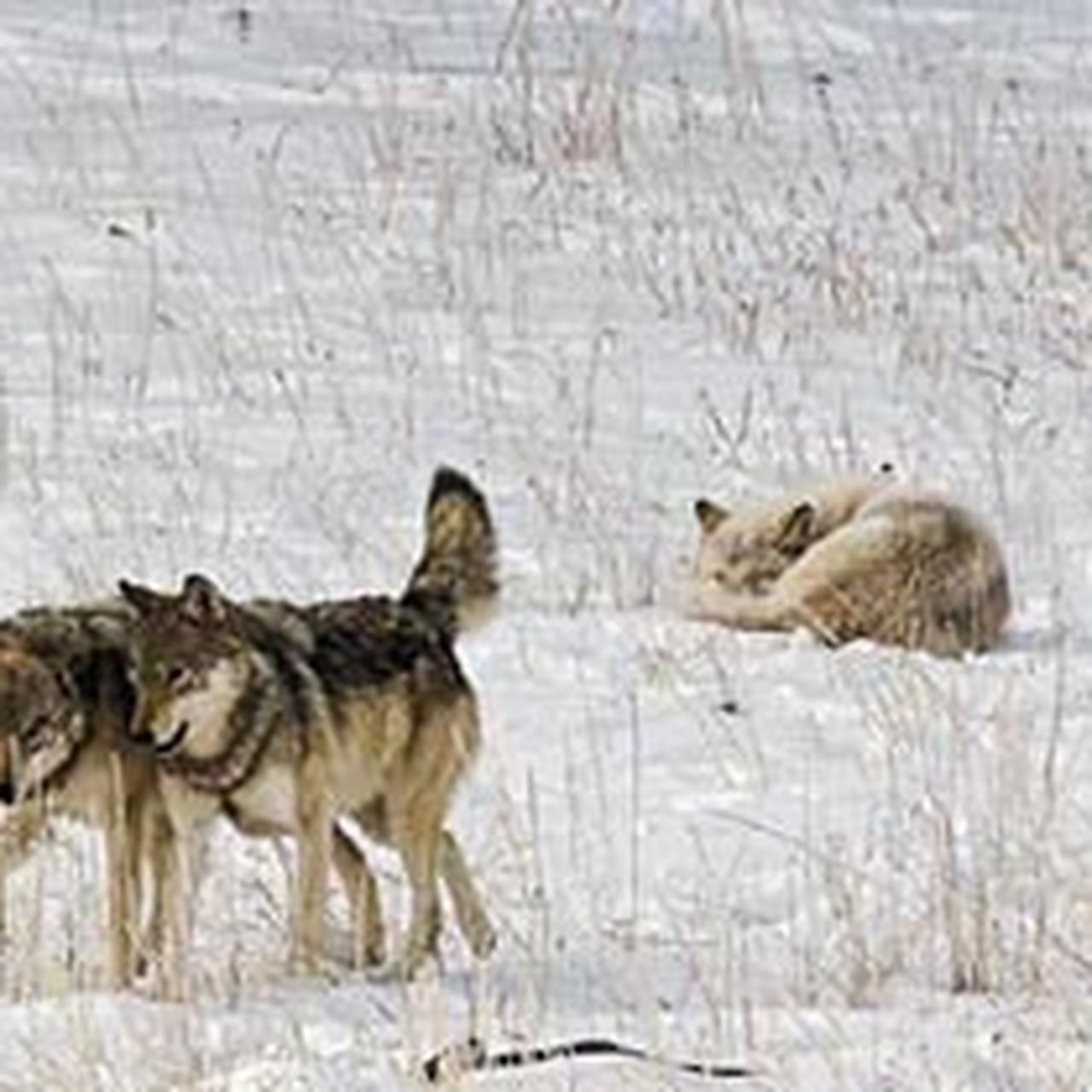 3 Killer Sounds for February Coyote Hunting - Realtree Camo, image size:1280x1280
