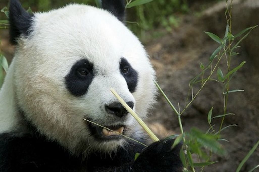 Panda-hero.jpg
