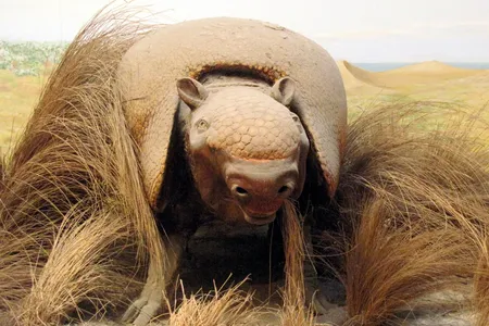 A reconstruction of a giant armadillo&nbsp;in the collection of paleontology at the Museo de La Plata in Buenos Aires, Argentina