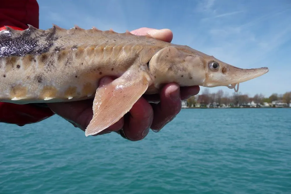 a juvenile lake sturgeon is being held parallel to the ground with water in the background