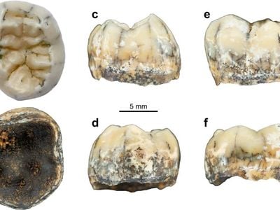 The tooth from Laos thought to belong to a Denisovan girl