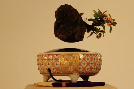 An eight-year-old Firethorn "Air Bonsai" 