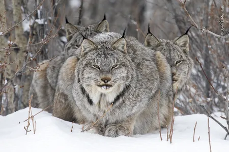 Two lynx shelter from the wind behind their parent, who looks into the camera.