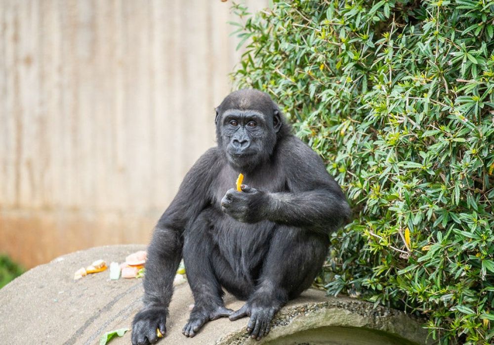Western lowland gorilla Moke eating a snack
