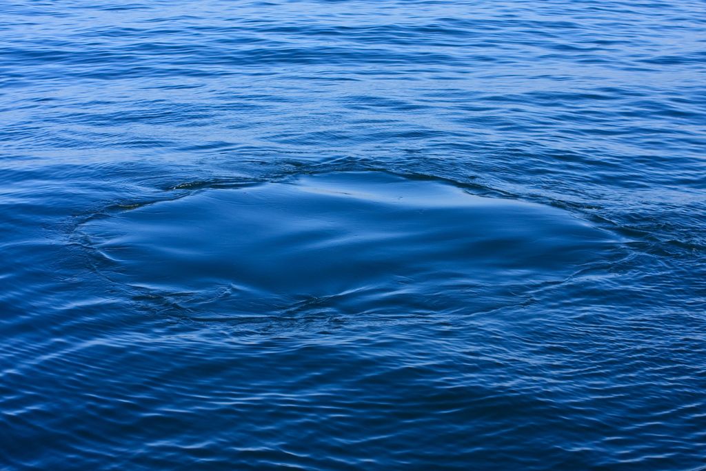 Whales