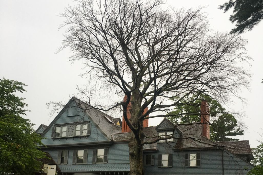 tree removal