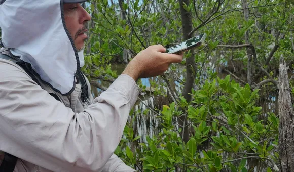 Andre Rovai measures mangrove growth in forest