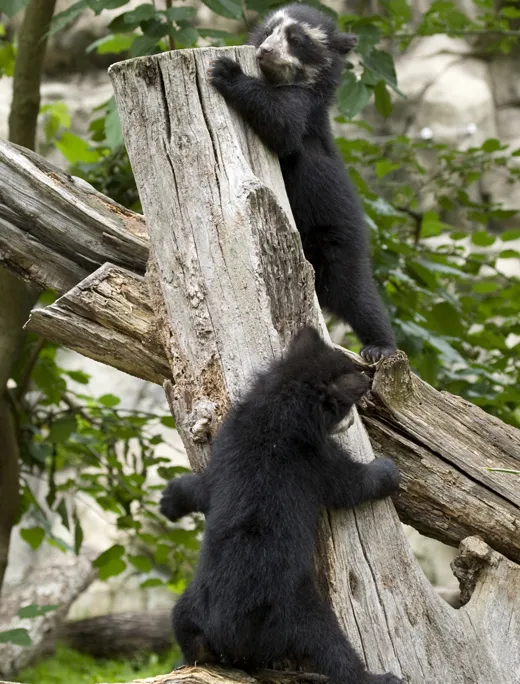 Andean-bear-cubs-at-Announcement_MM.jpg
