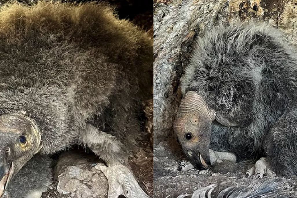 Side-by-side of California condor chicks
