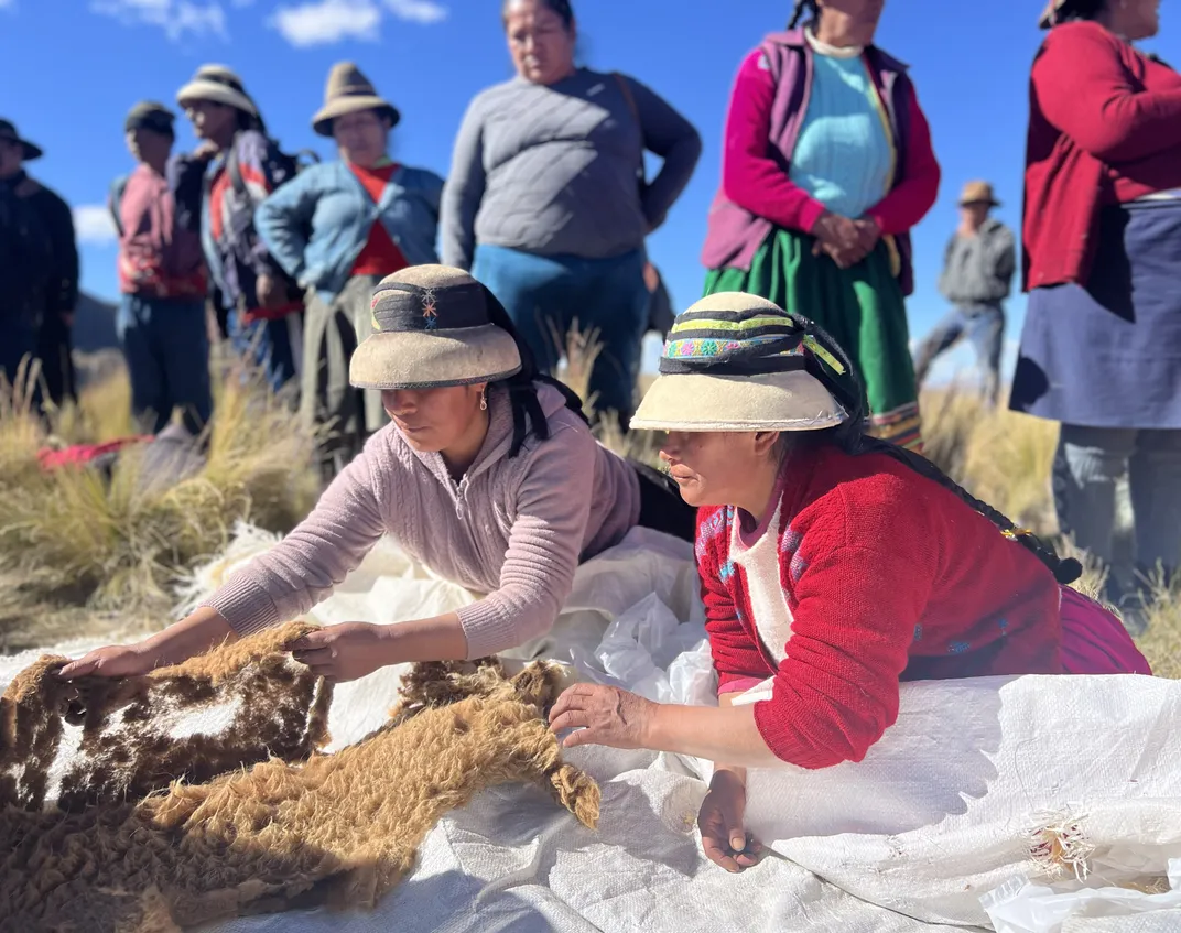 women separating vicuña wool