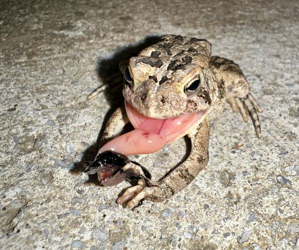 Toad eating an earwig thumbnail