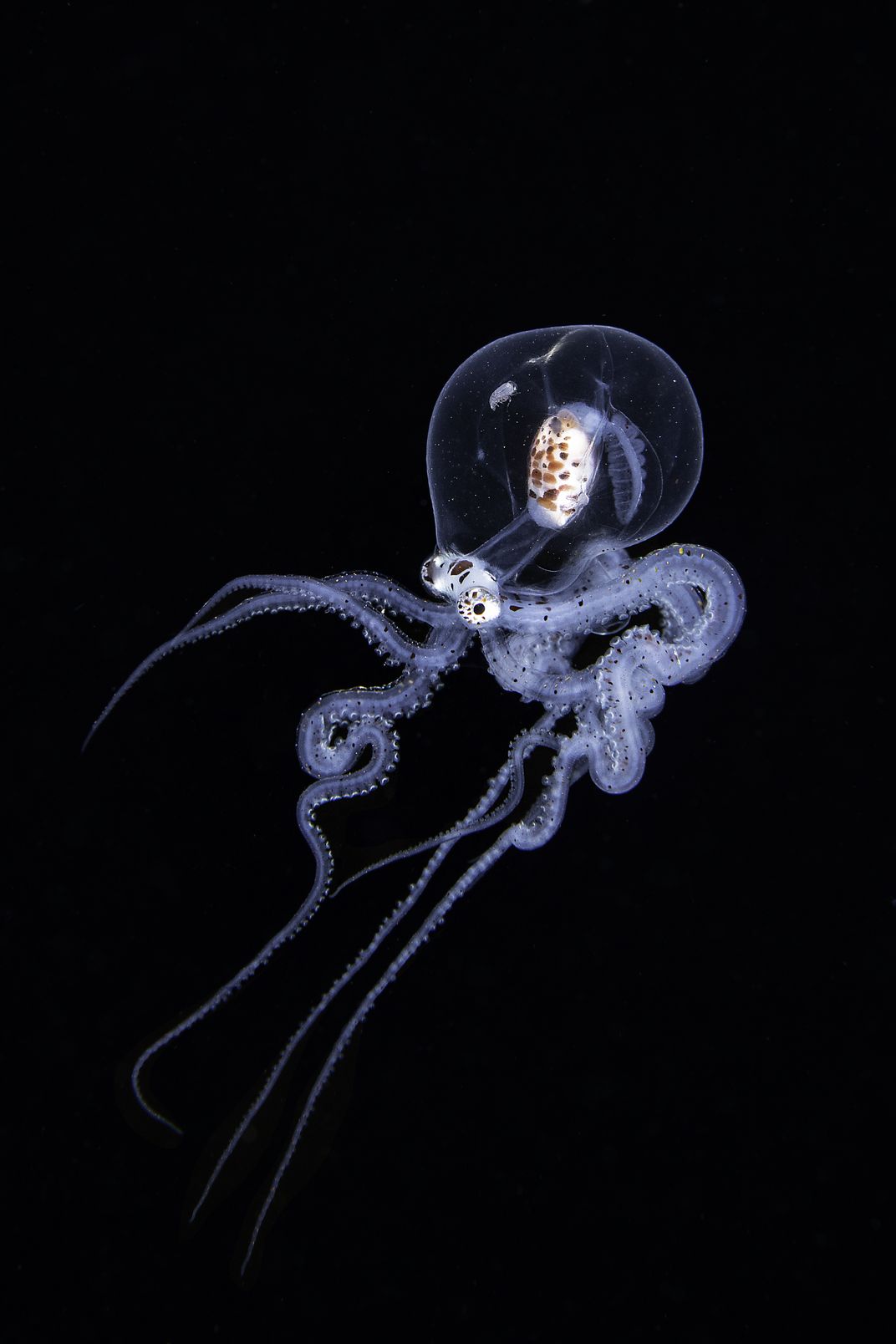 a see-through octopus against darkness