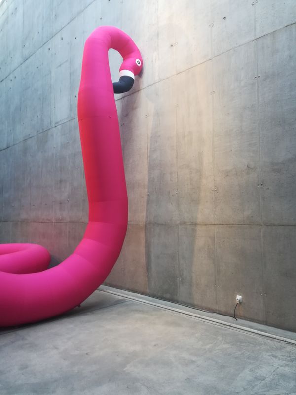 A pink flamingo staring at a grey wall thumbnail