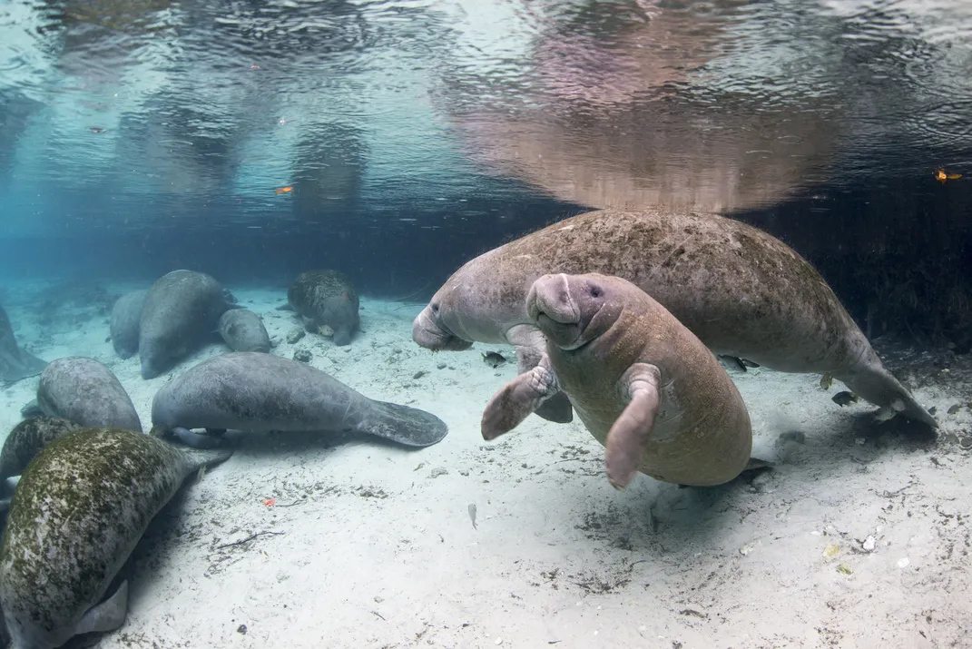 Manatees in Crystal River, Florida