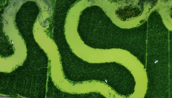 Over the Lotus Fields thumbnail