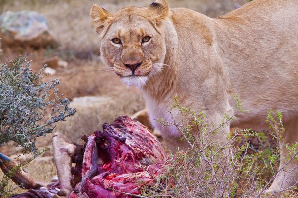 A female lion stands guard over her kill from the previous night thumbnail