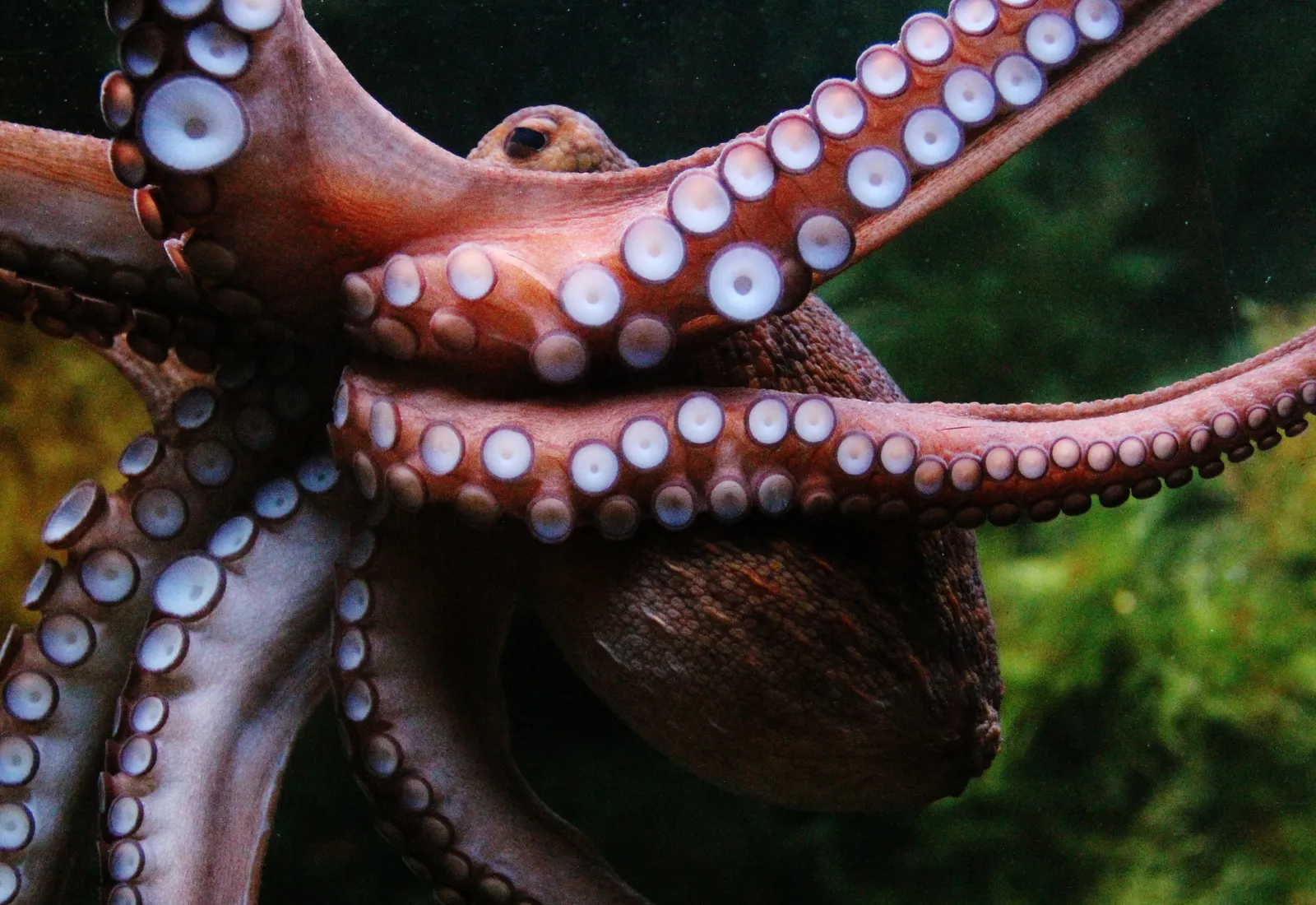 Watch: This beautiful octopus was cut out of a single piece of paper