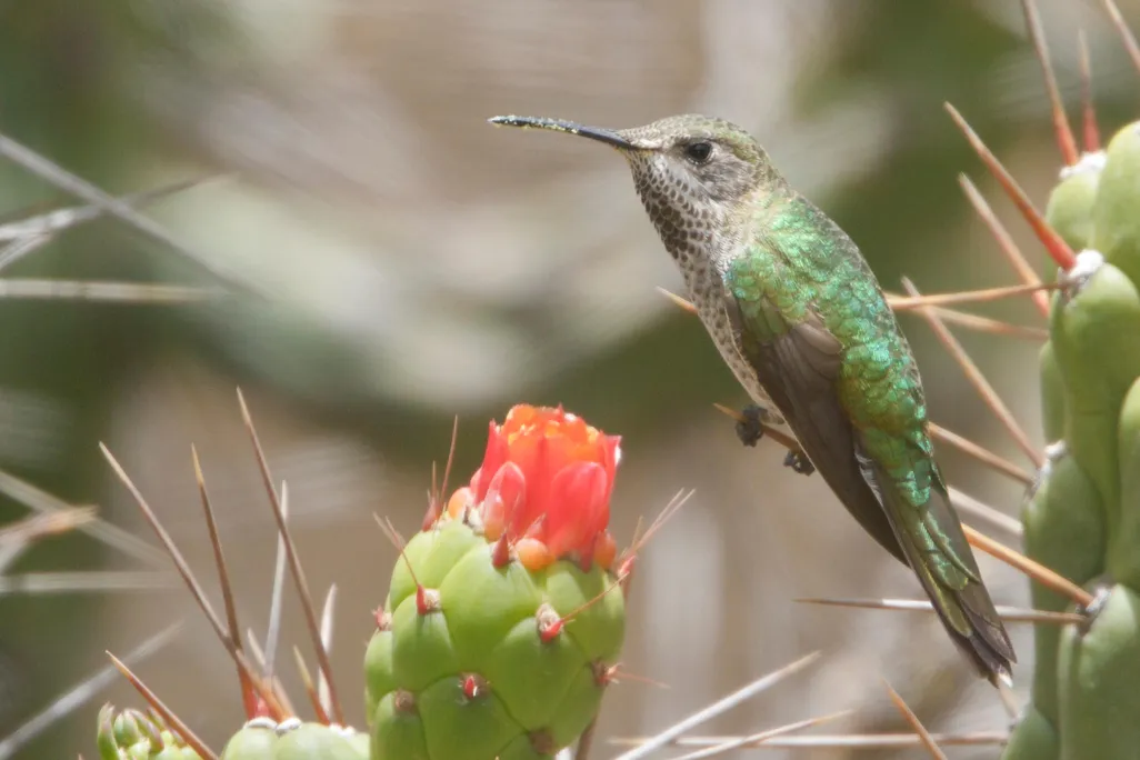Bronze-tailed Comet (Polyonymus caroli) perched on a cactus in Peru.