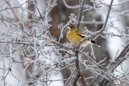 An Evening Grosbeak sits on a branch covered in rime ice in Minnesota. 