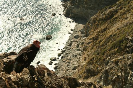 A condor, tagged with a transmitter for tracking, perches on California's coast.