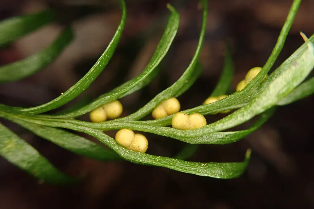 A close-up of the branching stem and leaves of a fork fern