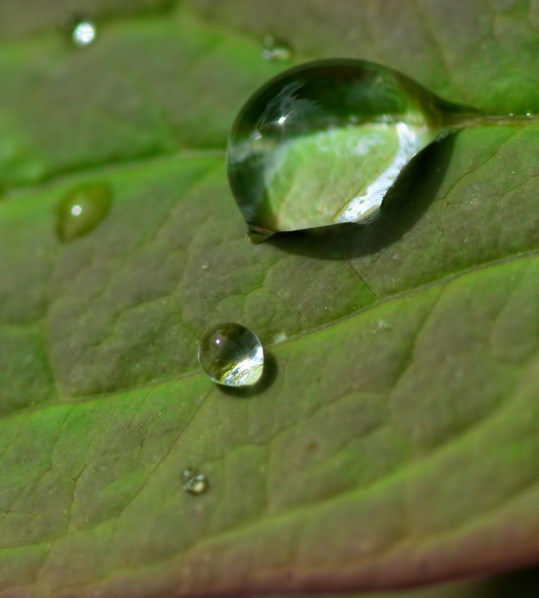 Rain drops on a leaf form tiny lenses focusing on the world ...