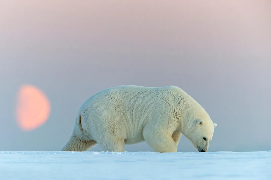 Polar Bear