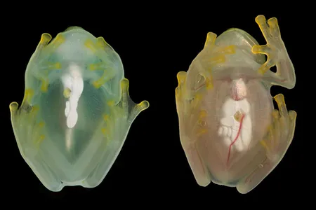 Glass frog photographed during sleep and while active, showing the differences in red blood cells within the circulatory system.&nbsp;