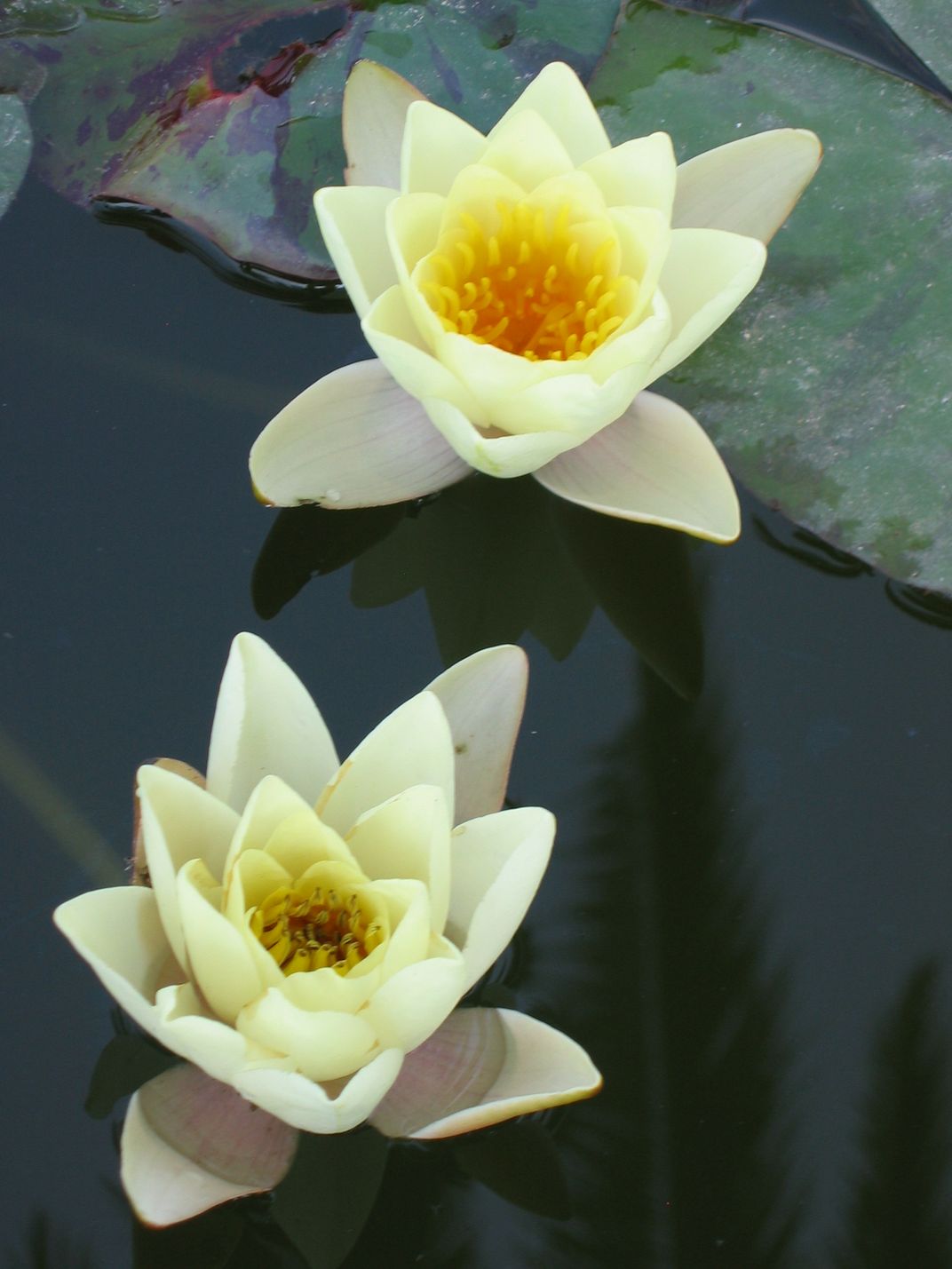 Water lilies in the Alhambra gardens Smithsonian Photo Contest