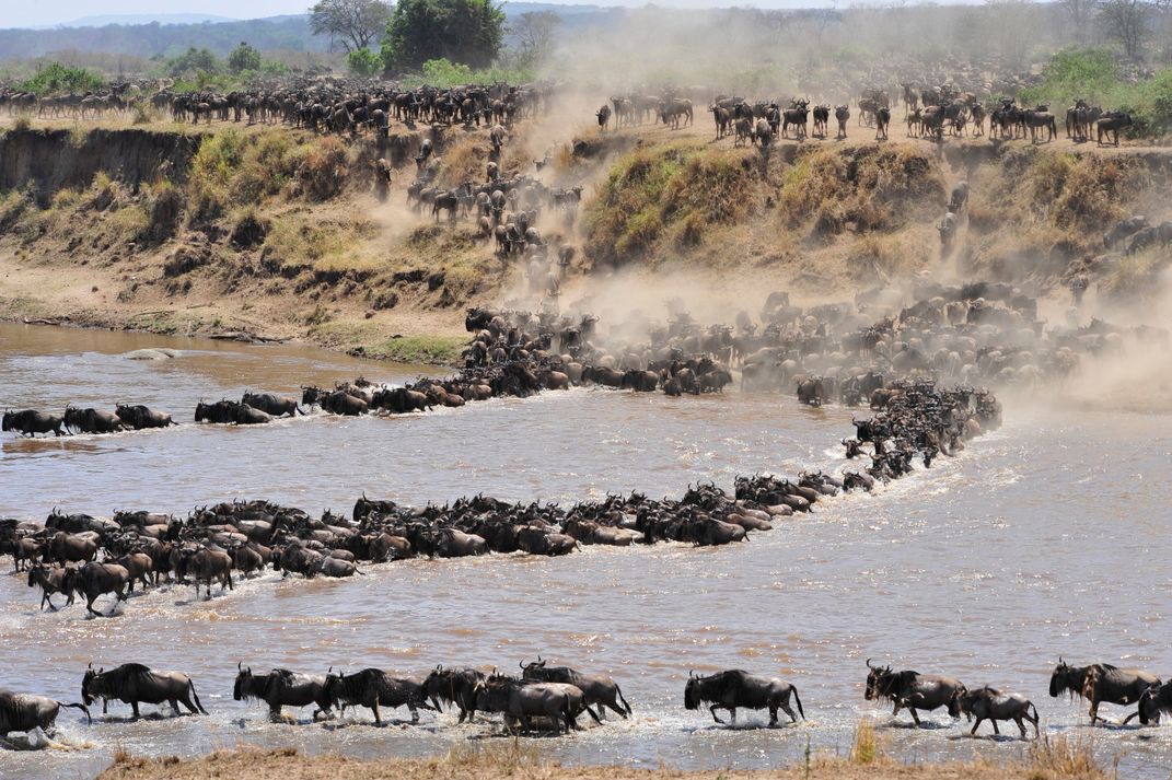 Wildebeest crossing the river in the Serengeti