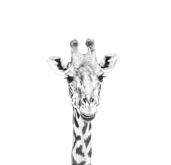 giraffe heaad thumbnail