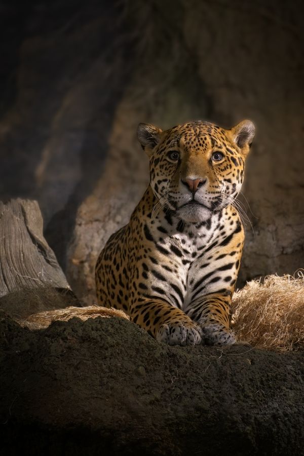 Solemn Expression of a Majestic Jaguar thumbnail